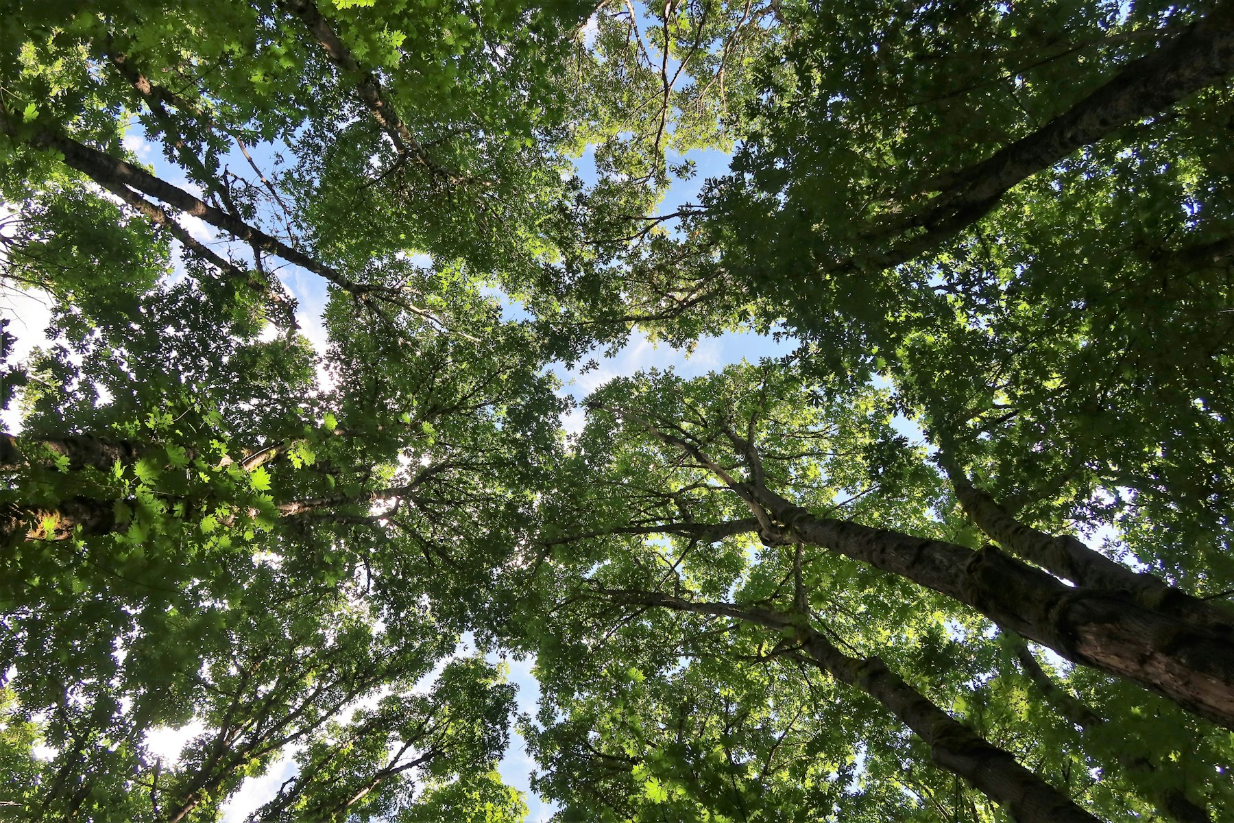 Looking straight up into a green tree canopy