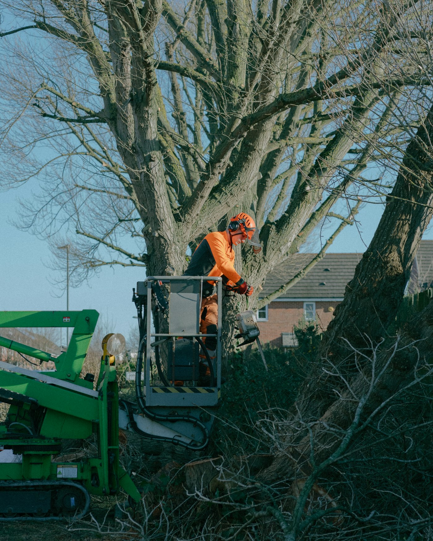 A climber working at the top of a tall tree