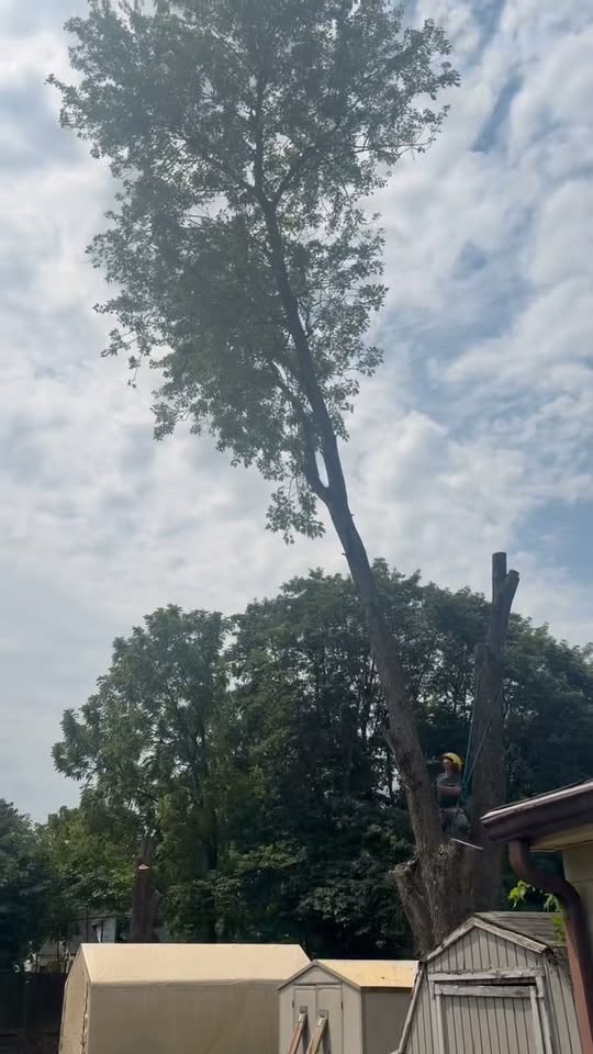 A Green Tree climber topping a tall tree