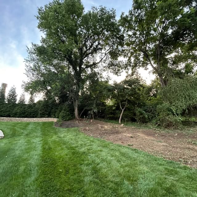 A cleared slope after brush removal