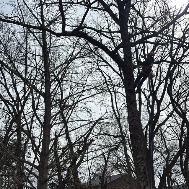 A climber working high in a tall tree