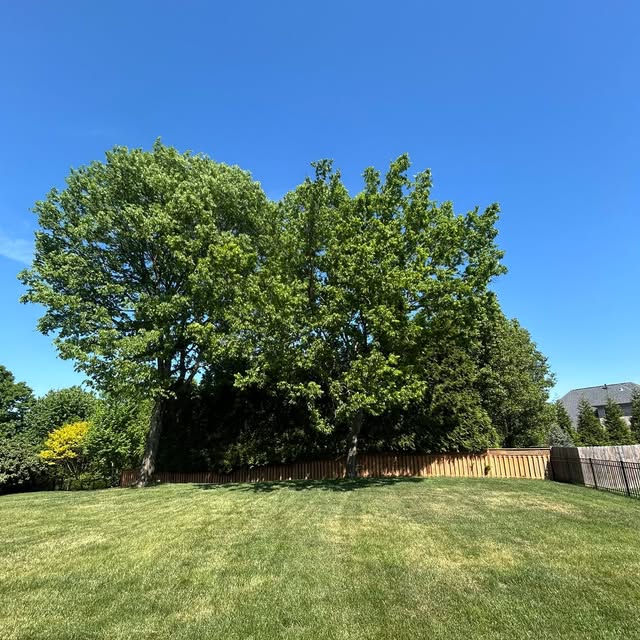 A clean green lawn under trimmed trees after the job