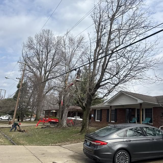 The crew working a street tree with the lift