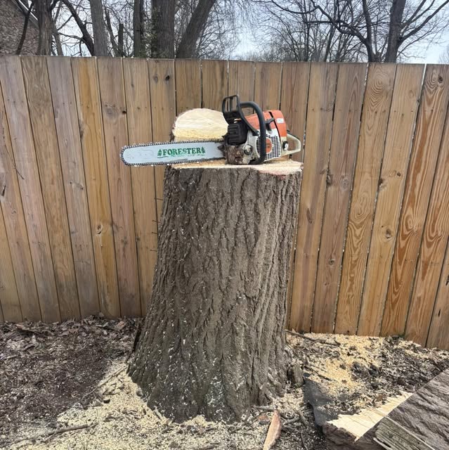 A chainsaw resting on a freshly cut tree stump