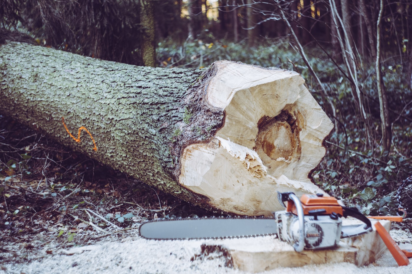 A chainsaw resting on a cut log