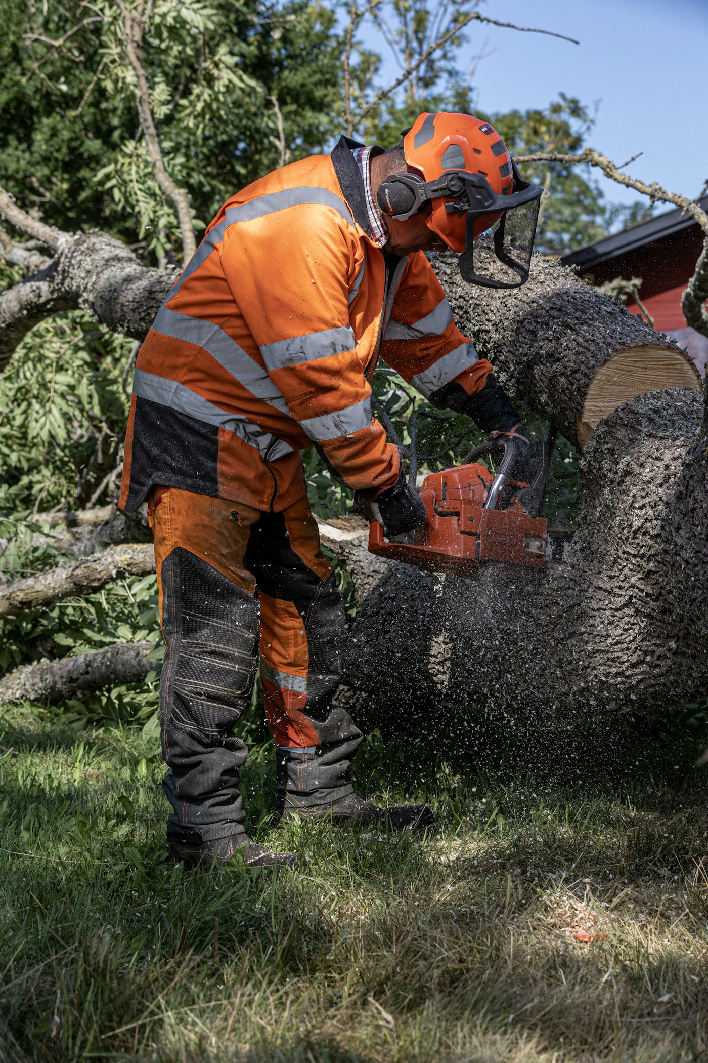 A professional feller cutting through a tree trunk with a chainsaw