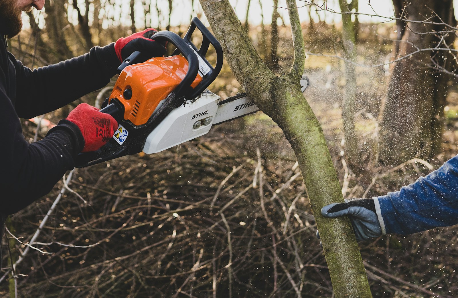 Arborist felling a tree with a chainsaw