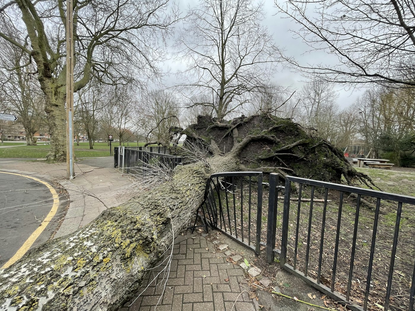 A tree fallen across a residential fence