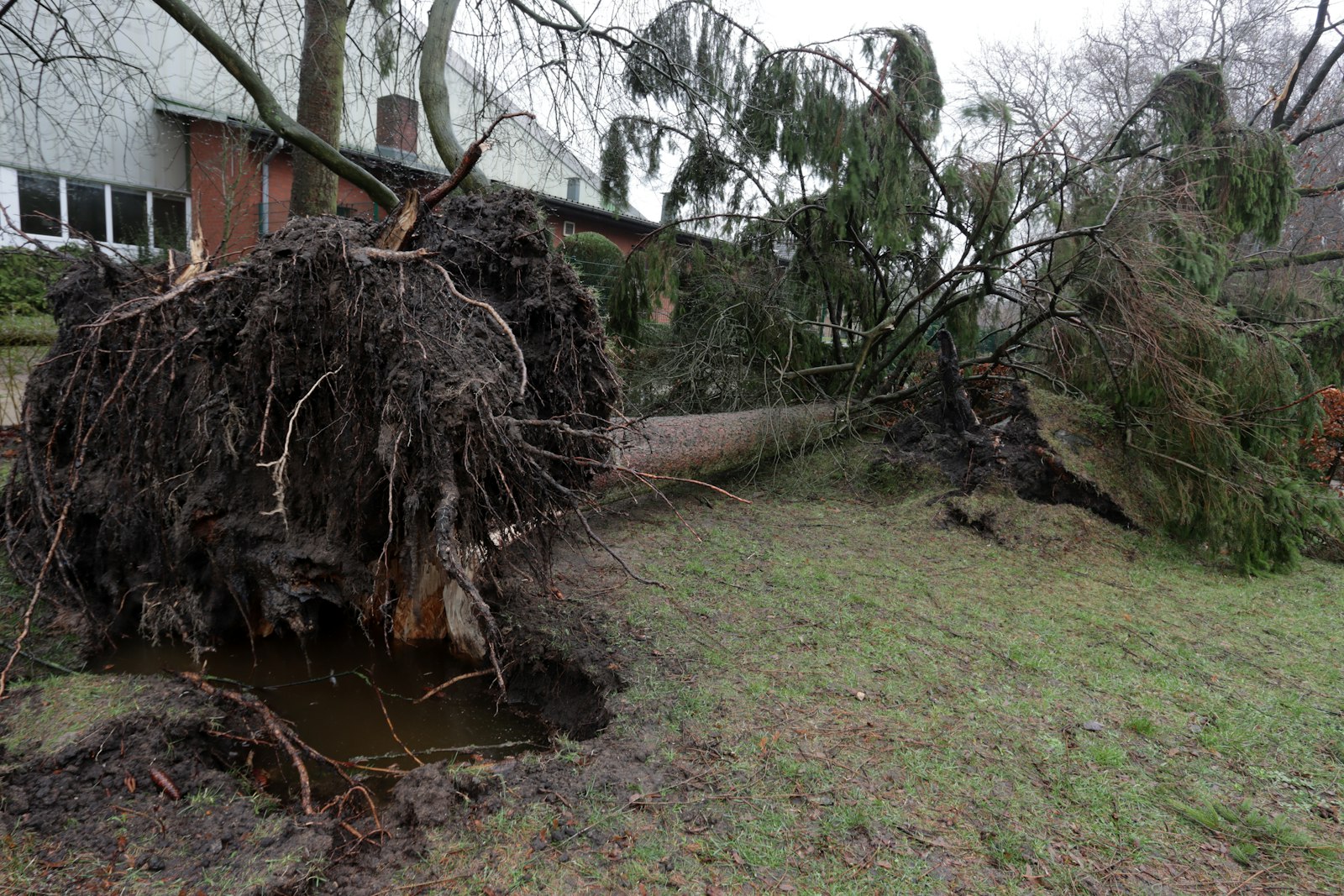 A large storm-fallen tree lying across a yard