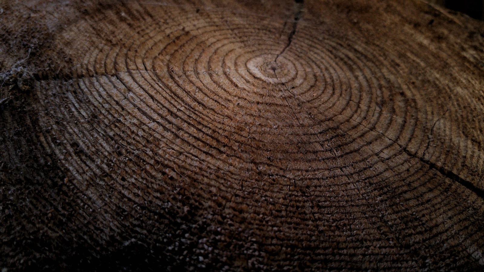 Close-up of growth rings on a cut tree stump