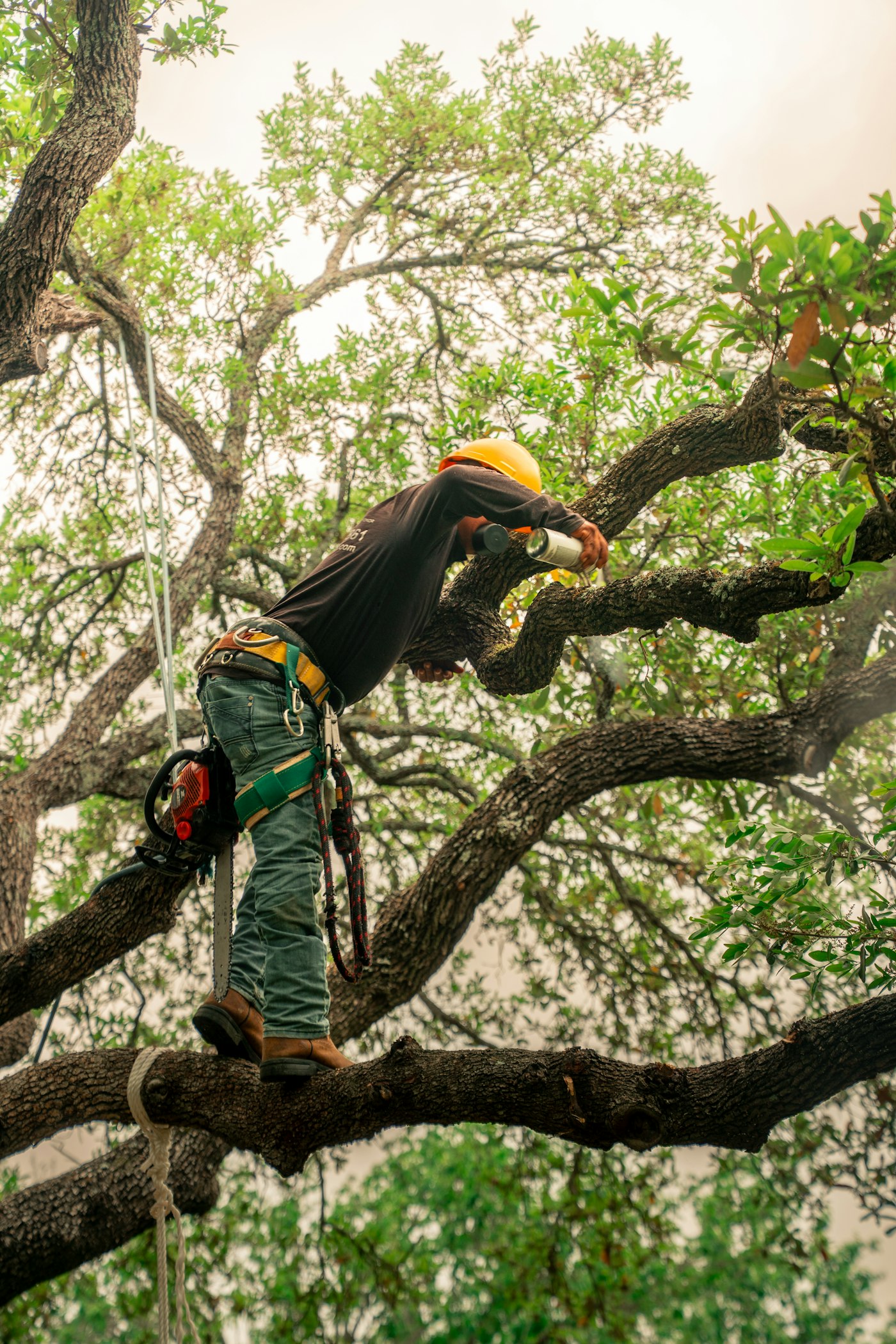 An arborist pruning branches high in a tree